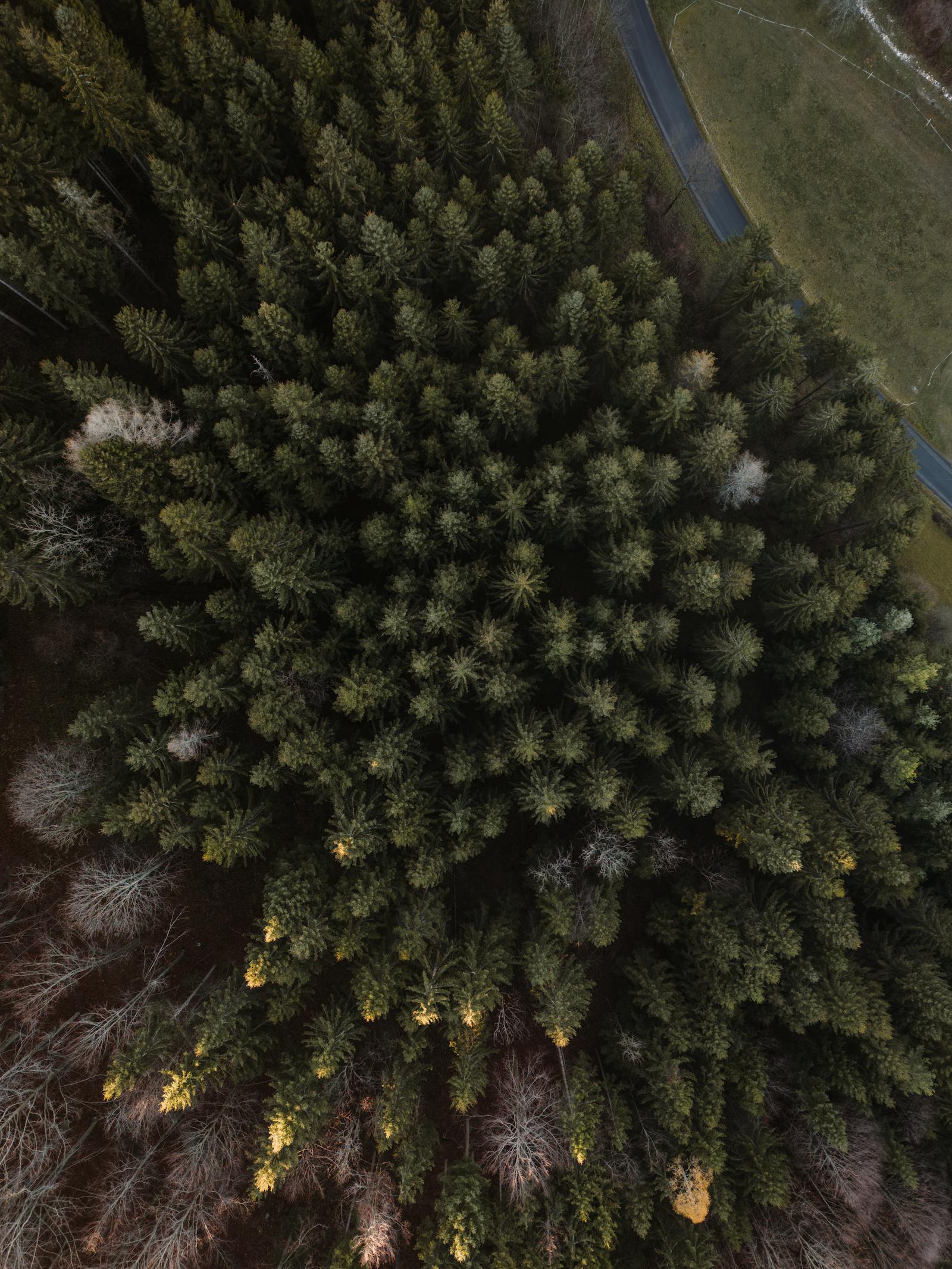 aerial view of dense forest canopy in austria