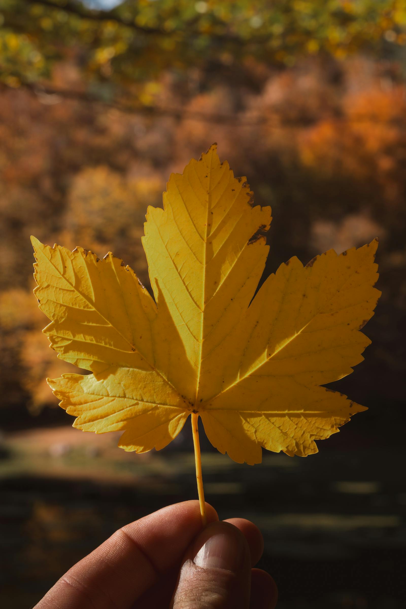 A close-up of a vibrant yellow maple leaf being held against a lush autumn landscape.