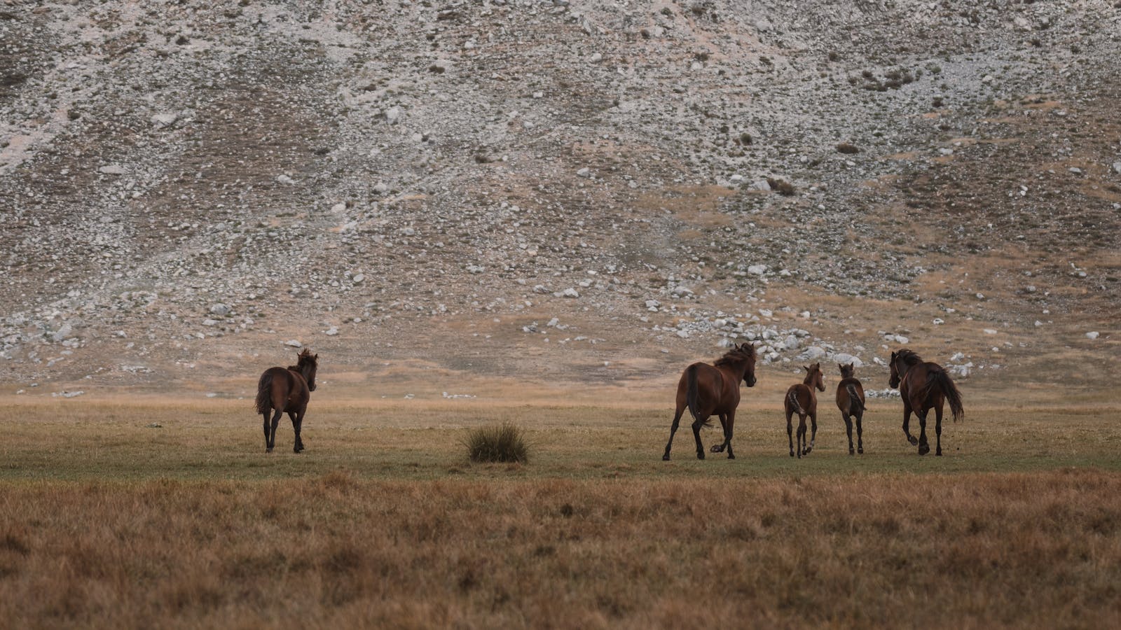 A group of wild horses grazes in the serene meadows of Seydişehir, Konya.