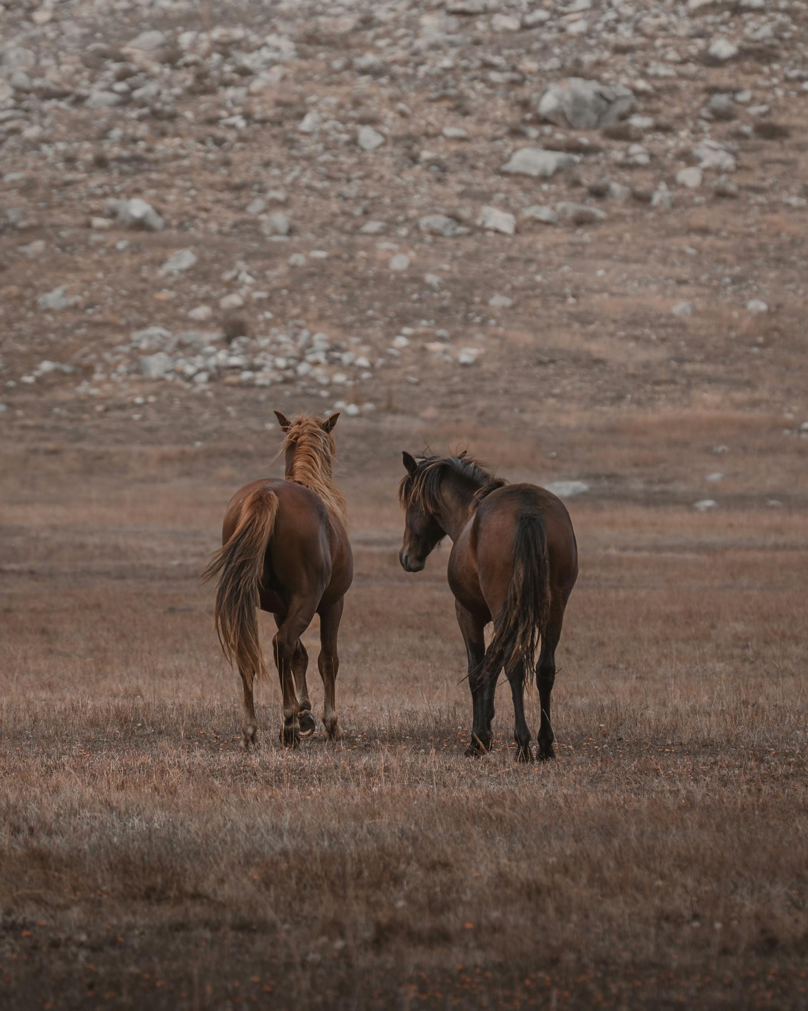 Two brown horses walking in a serene pasture in Seydişehir, Konya, Turkey.