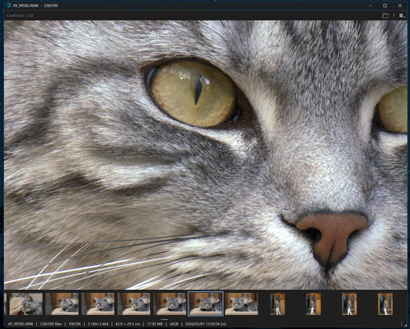 A RAW photo of a cat at 100 percent with the filmstrip and detail bar visible